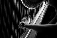 purple harp logo illustration